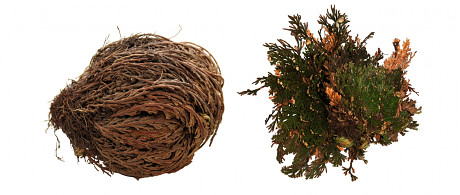 Lucky Reptile 'Rose of Jericho'