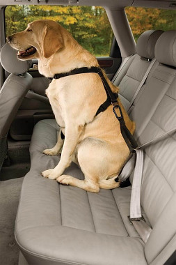 Bezpečnostní autopás pro psa s ouškem Kurgo Seatbelt Tether
